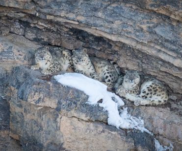 Snow leopard mother with two cubs